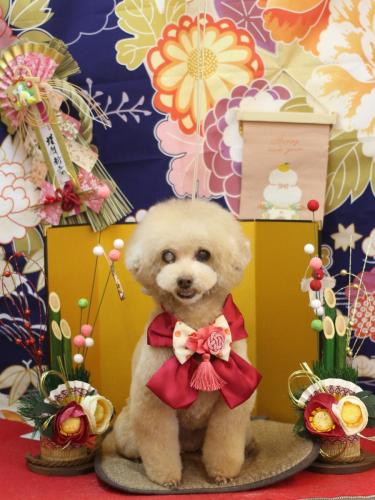 20240121HONEYちゃん